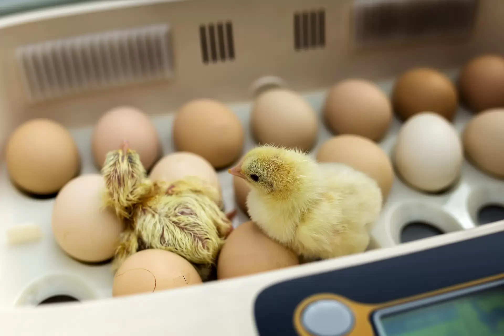 Come incubare le uova di gallina e di oca: una guida pratica