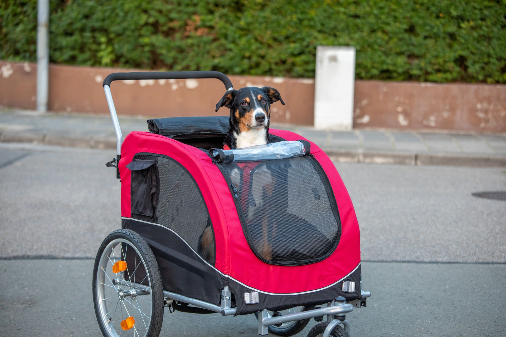 Vorteile eines Fahrradanhängers für Haustiere