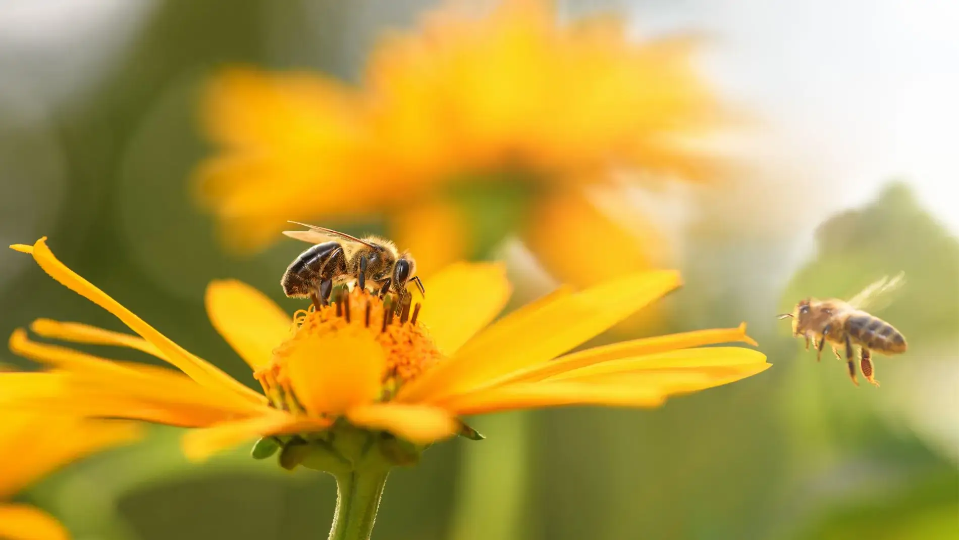 Dove ronzano più volentieri le api? Nel tuo giardino per le api!