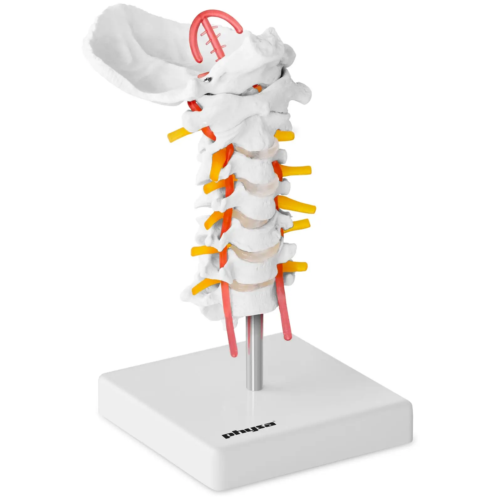 Modello anatomico colonna vertebrale cervicale - A grandezza naturale