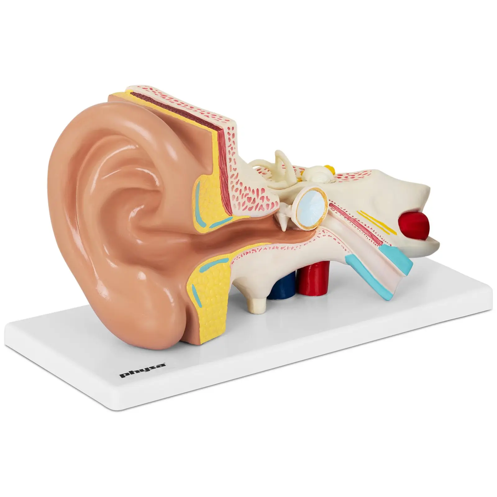 Modello orecchio - Smontabile in 4 parti- Ingrandimento 2x