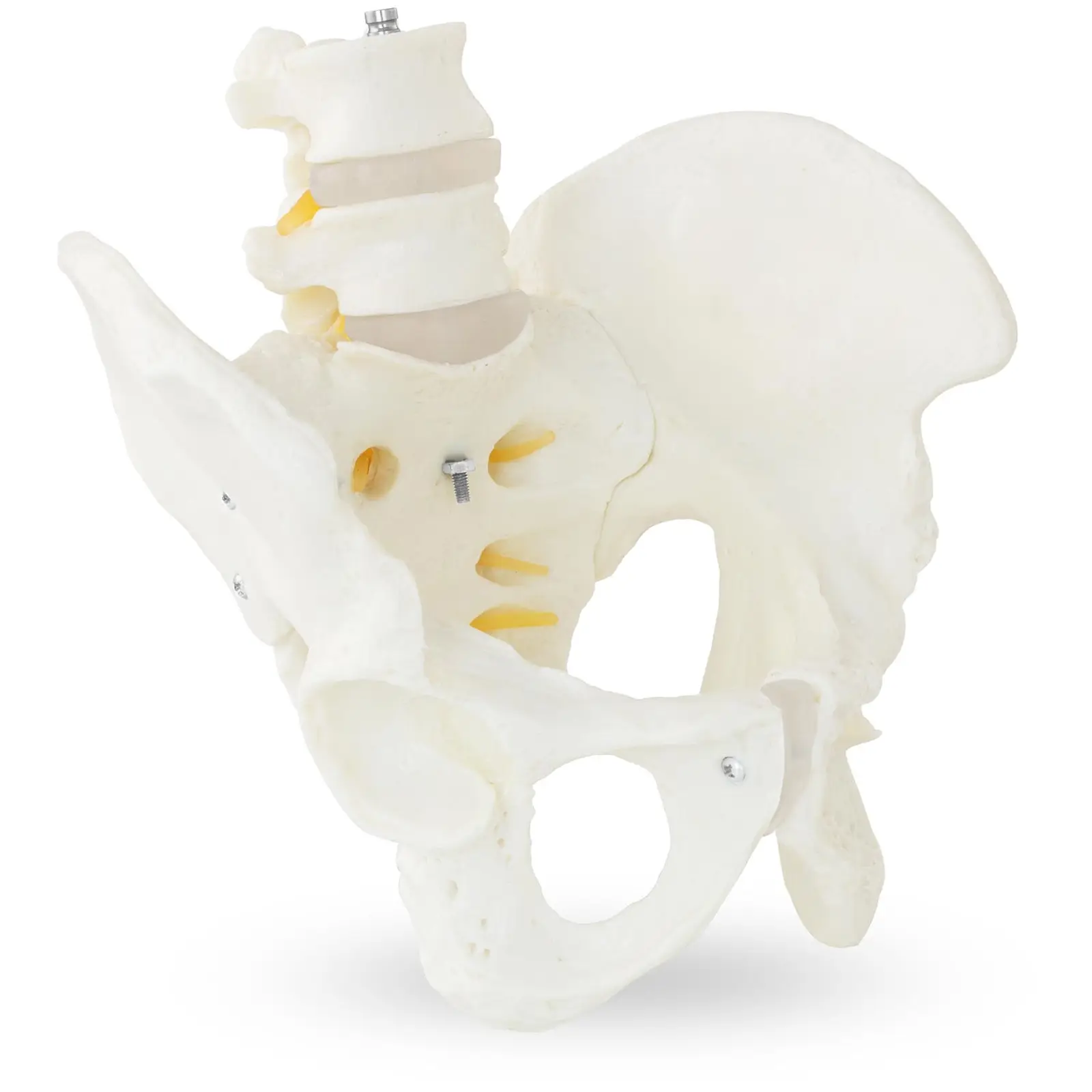 Modello anatomico bacino con vertebre lombari - maschile
