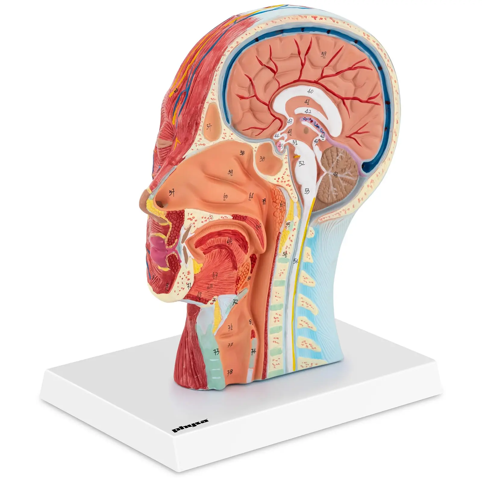 Modello anatomico della testa umana con collo - Sezione mediana - Grandezza naturale