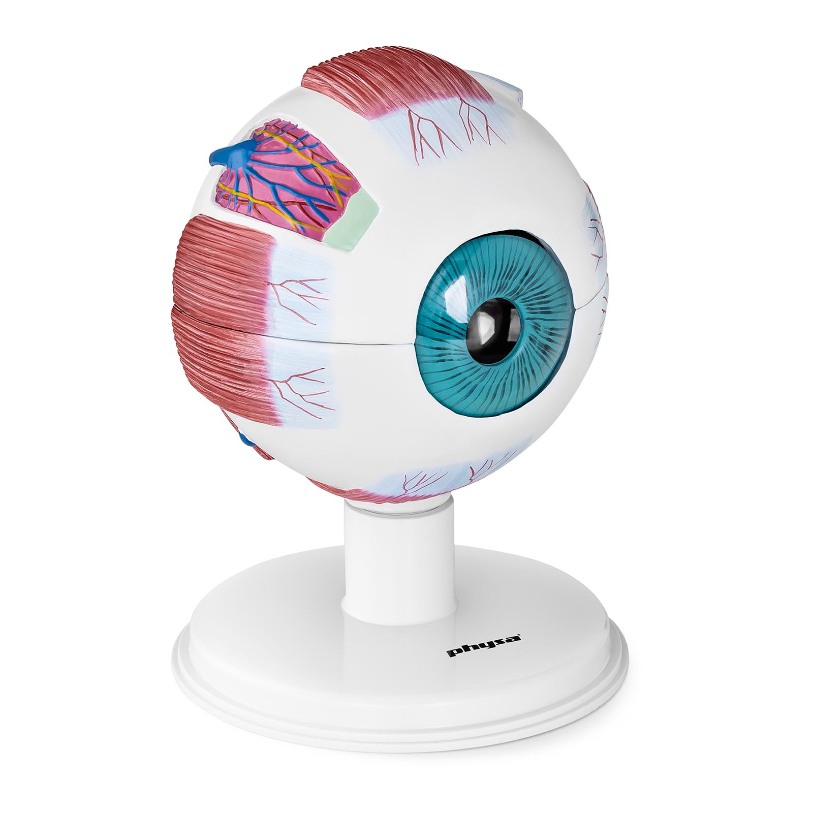 Modello anatomico occhio - 6:1