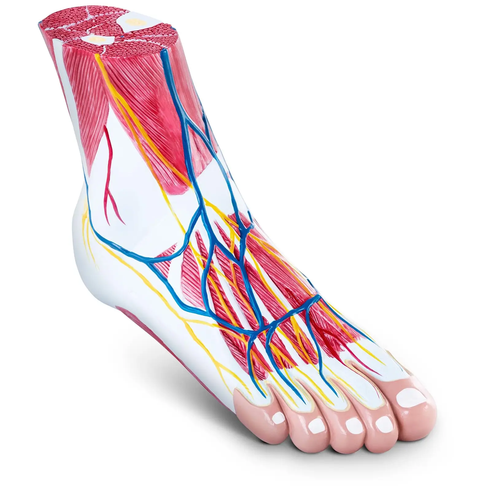 Modello anatomico del piede - Tre parti - Grandezza naturale - Degenerazione muscolare