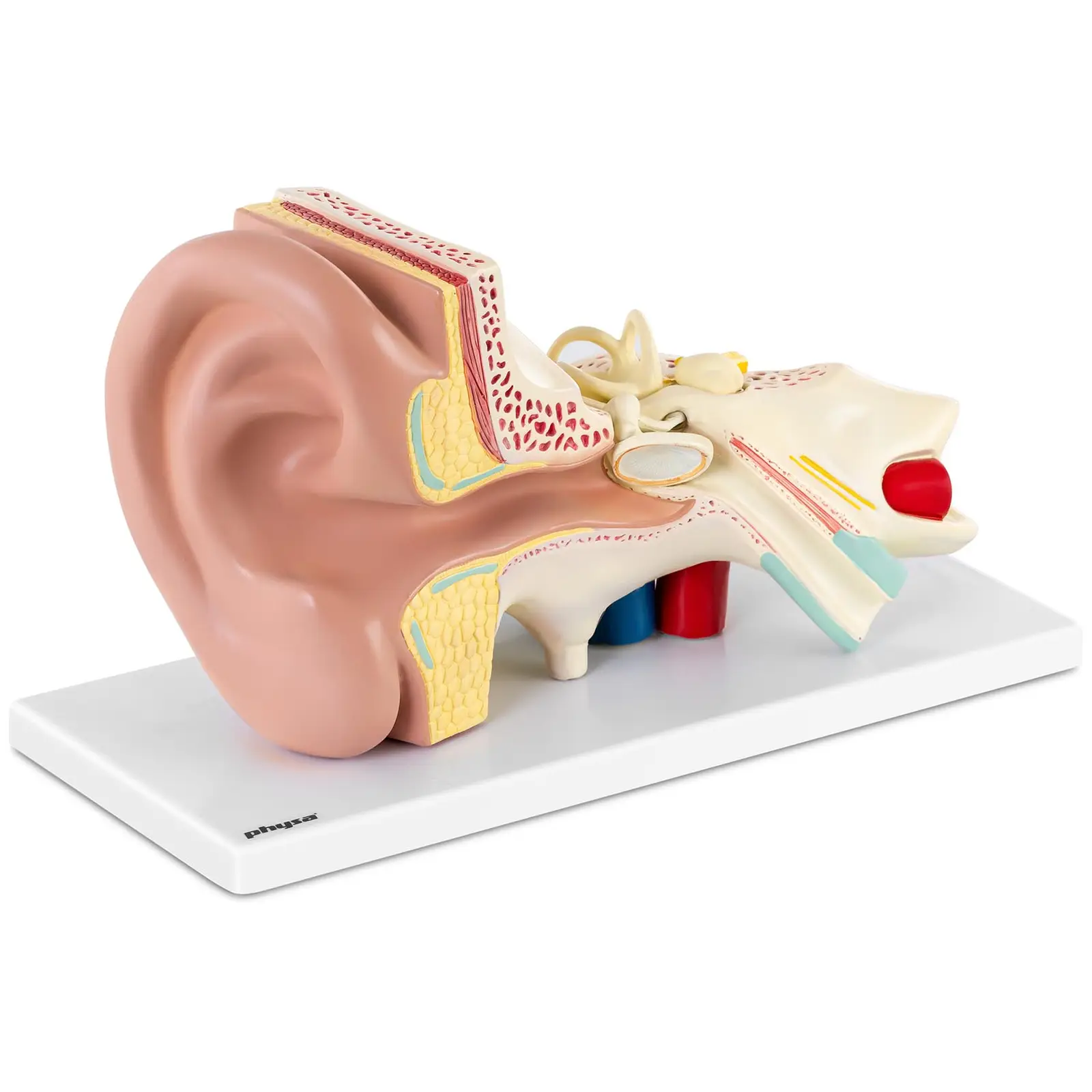 Modello orecchio - Smontabile in 4 parti - Ingrandimento x3