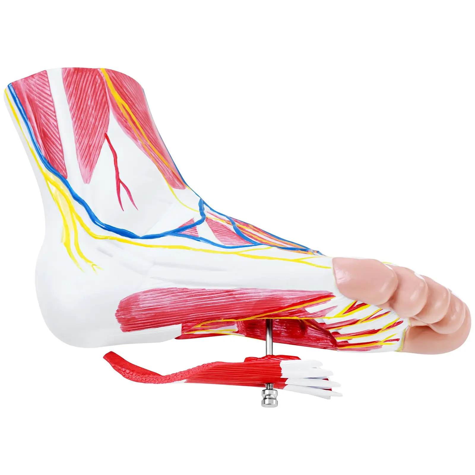 Modello anatomico del piede - Tre parti - Grandezza naturale - Degenerazione muscolare