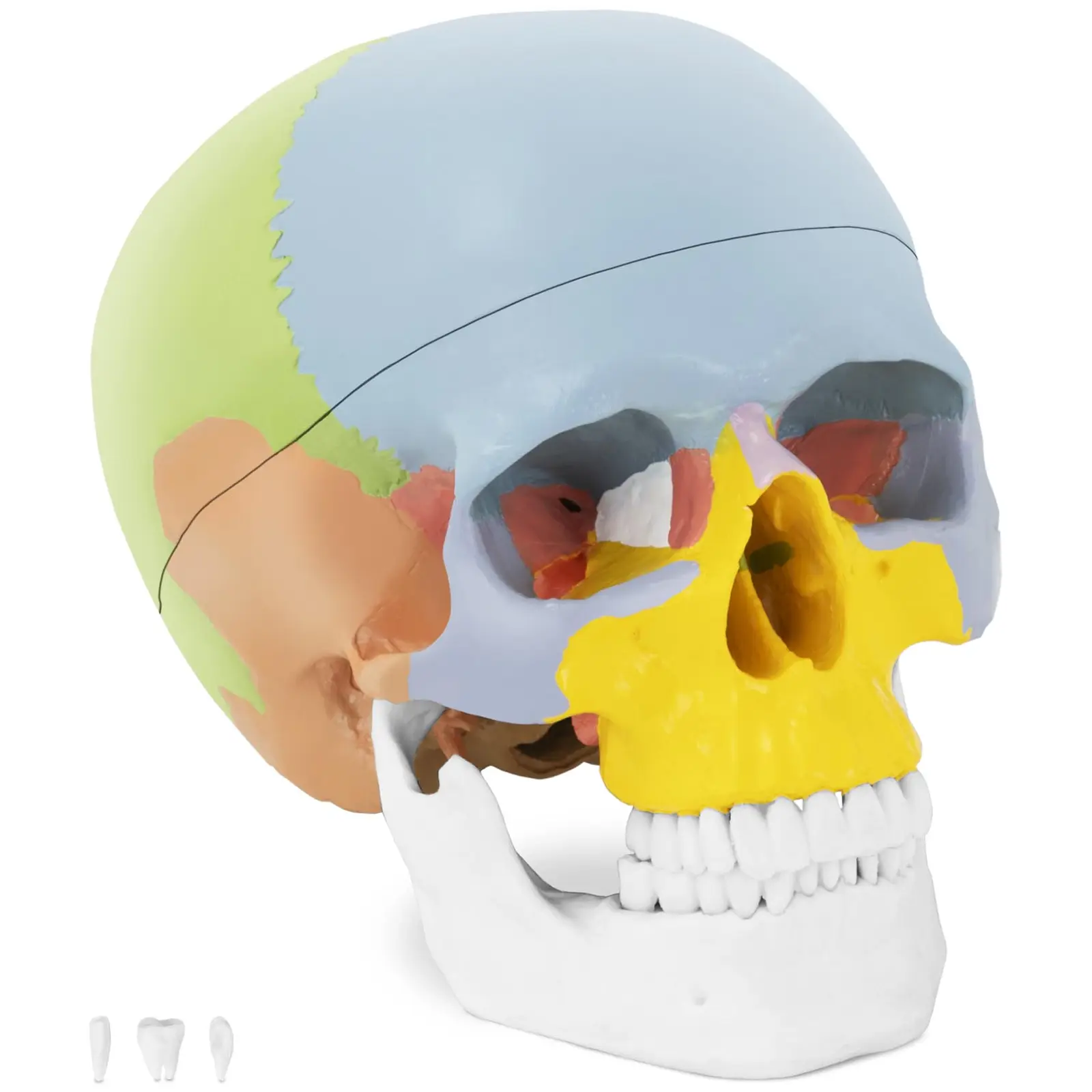 Modello anatomico cranio - colorato
